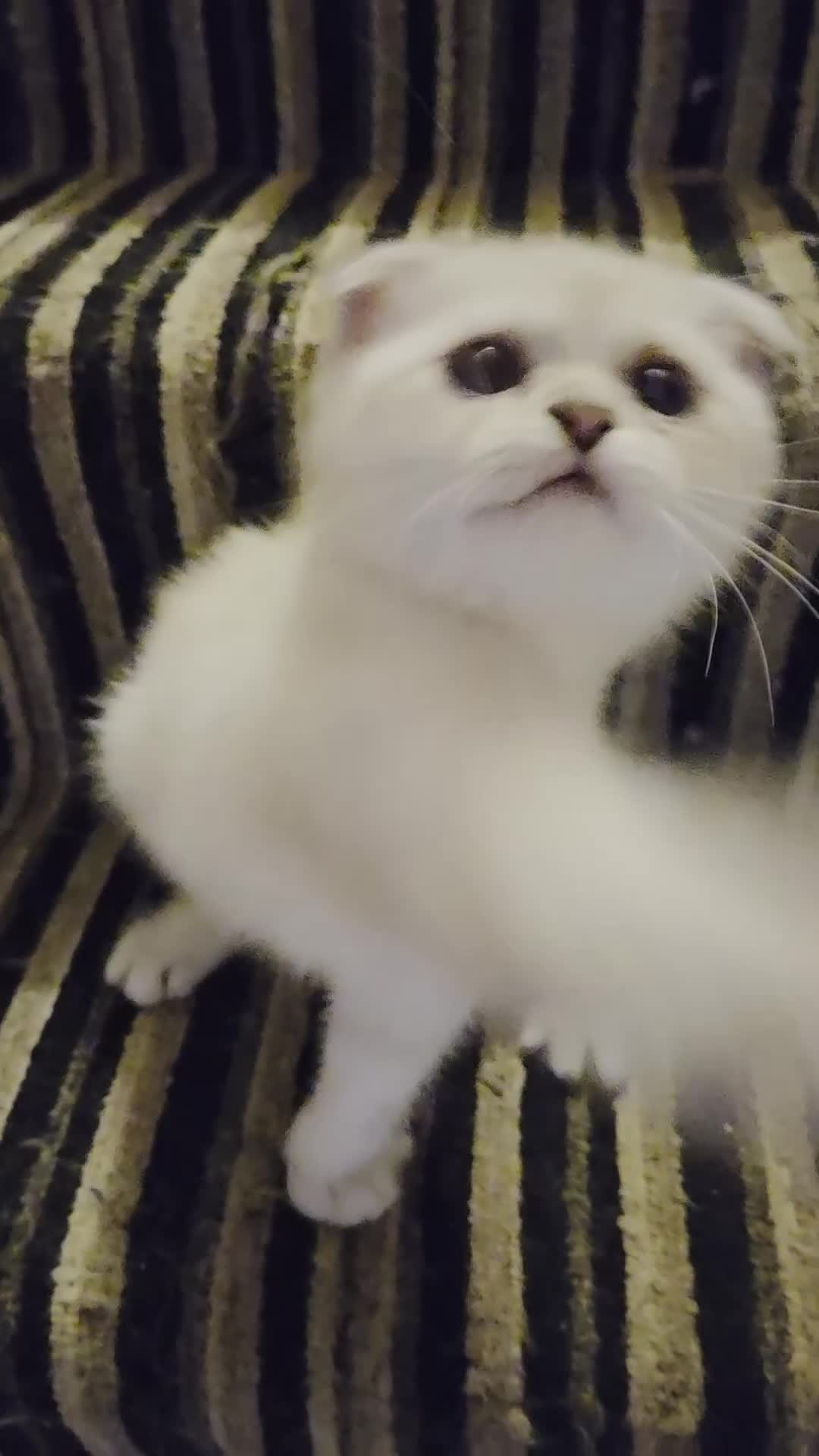 British Shorthair cats for sale: Amazing kittens ready to go 😻🥰😻 - Video 1