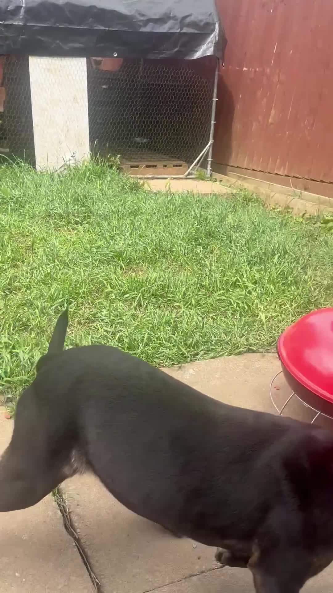 Mixed Breed dogs for sale: Beautiful mixed breed for cheap - Video 1