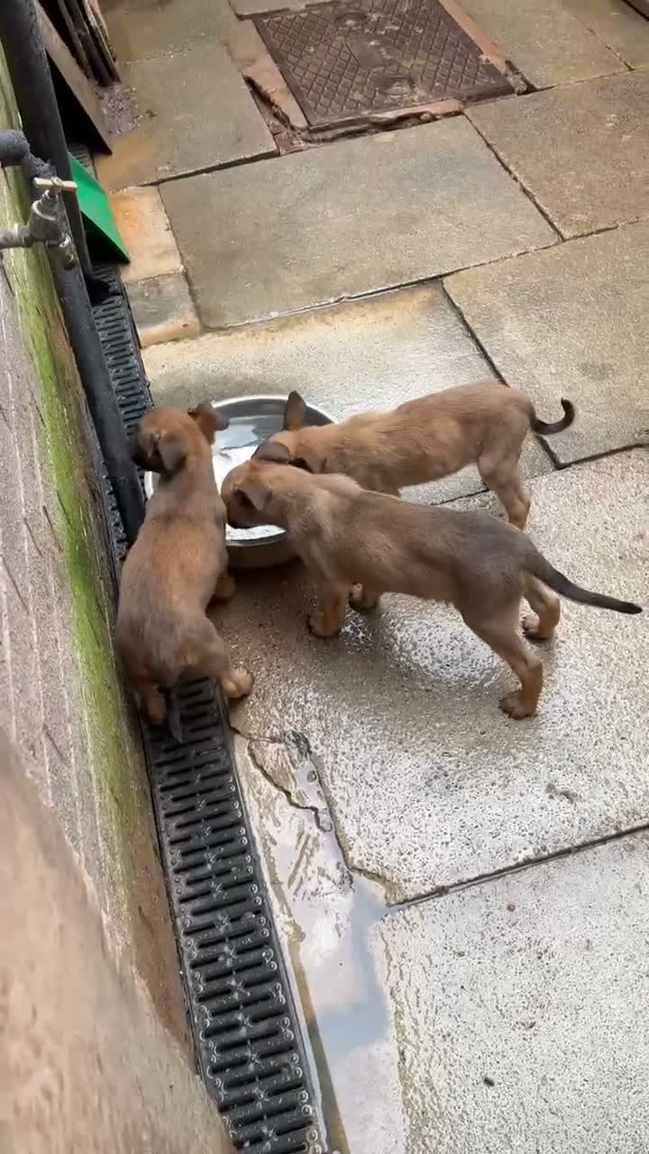 Belgian Shepherd Dog dogs for sale: Last 3 girls ready to leave now kc registered  - Video 3