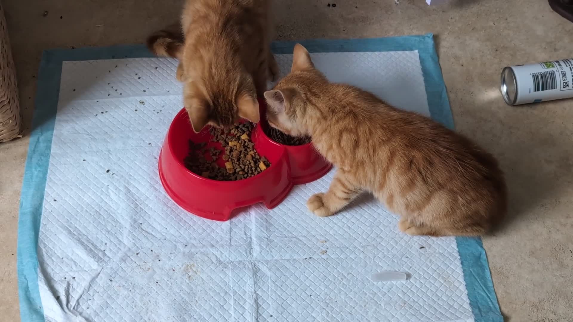 British Shorthair cats for sale: 2 X male ginger kittens in Crediton - Video 1