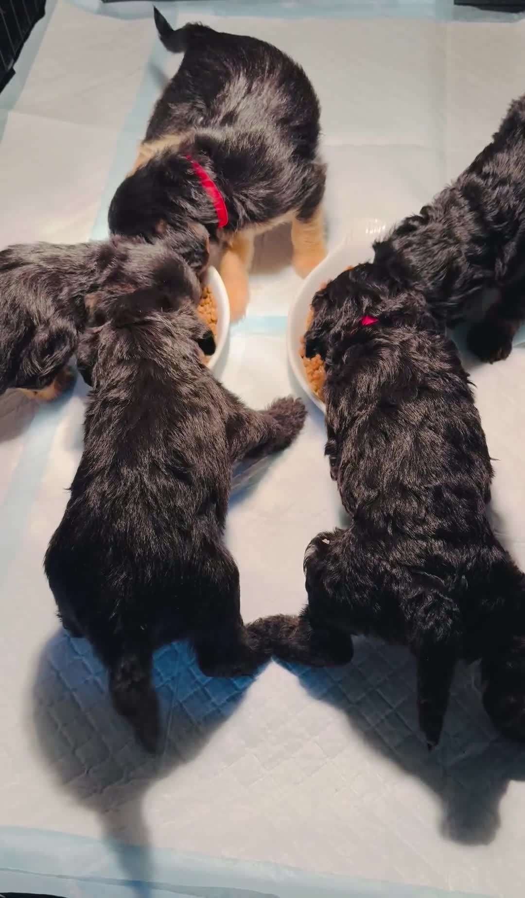 Cockapoo dogs for sale: Cockapoo puppies  in Bristol - Video 1