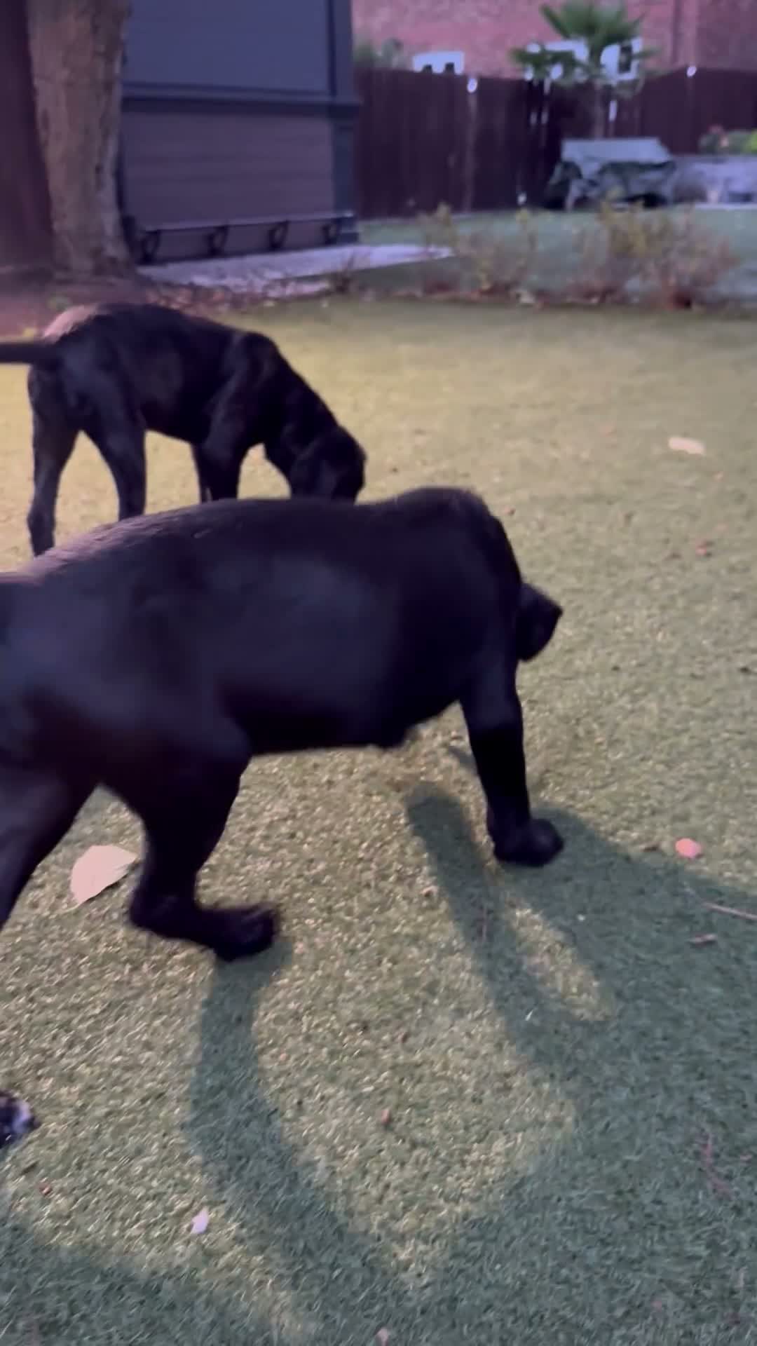Cane Corso dogs for sale: Cane corso puppies - Video 2