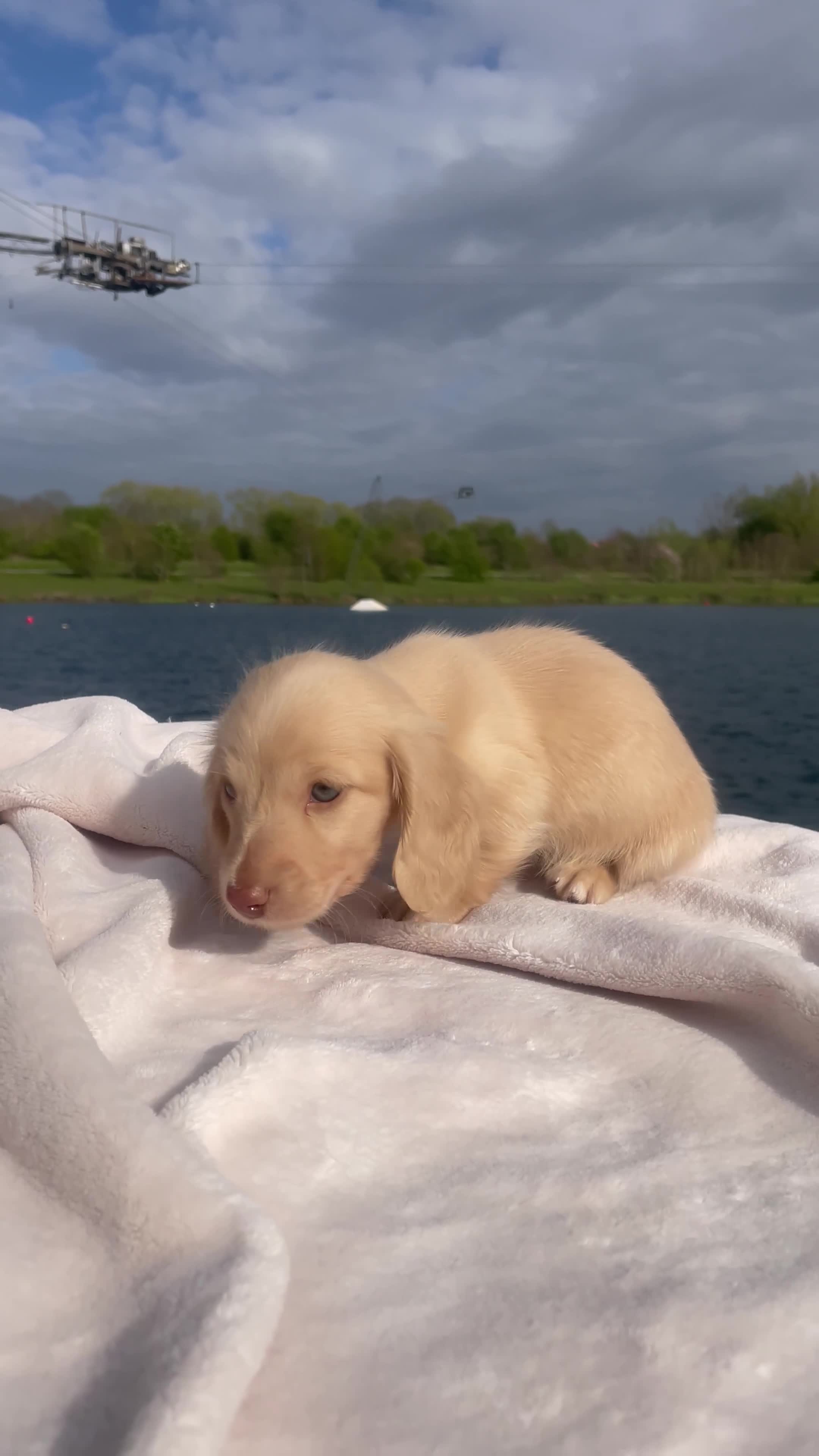 Miniature Dachshund dogs for sale: Chocolate based ee L/H Miniature Dachshund - Video 1