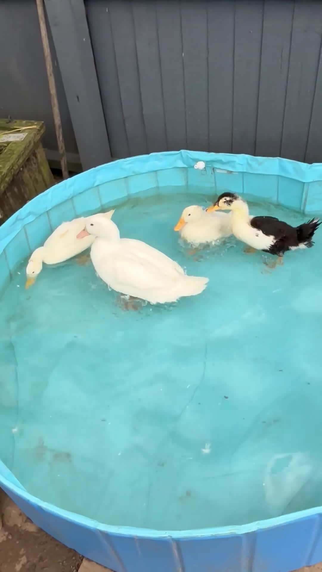 Ducks poultry for sale: 4 Backyard Ducks! 2 Girls 2 Boys  - Video 1