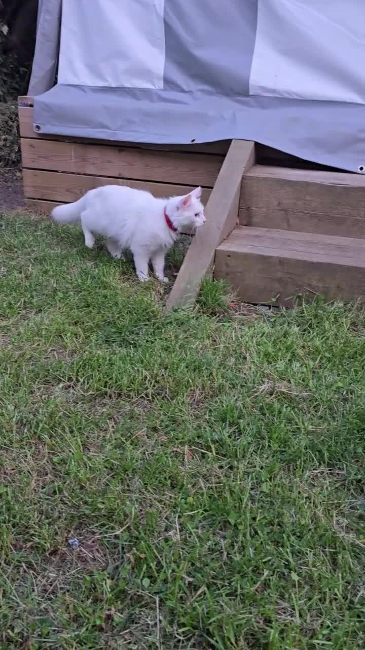 Turkish Angora cats for sale: Cute White Turkish Angora kittens / mixed eyes !  - Video 1