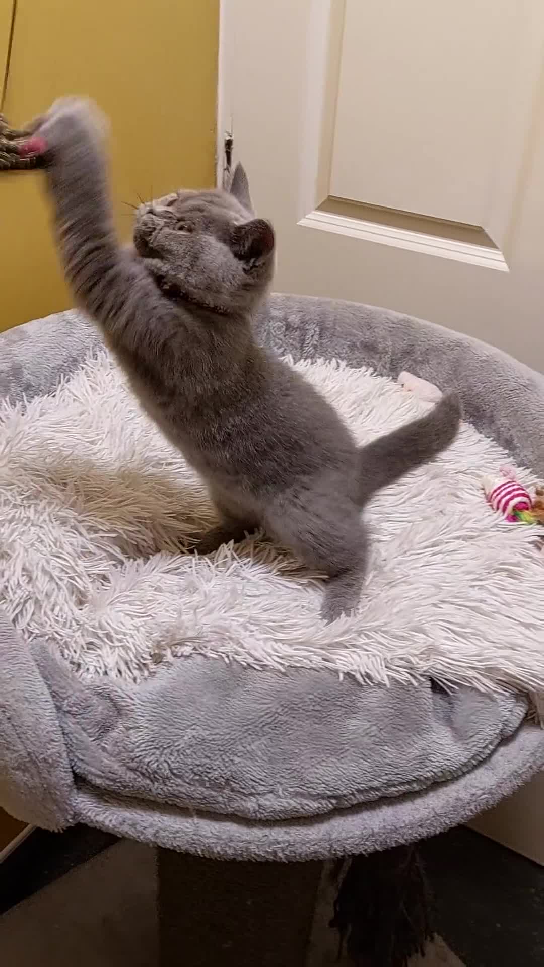 British Shorthair cats for sale: OUTSTANDING🏆PEDIGREE🎖CH SIRED in Dudley - Video 1
