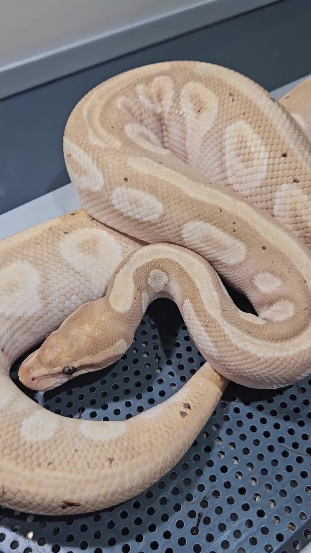 Python Snake reptiles for sale: Banana mojave male ball python  - Video 1
