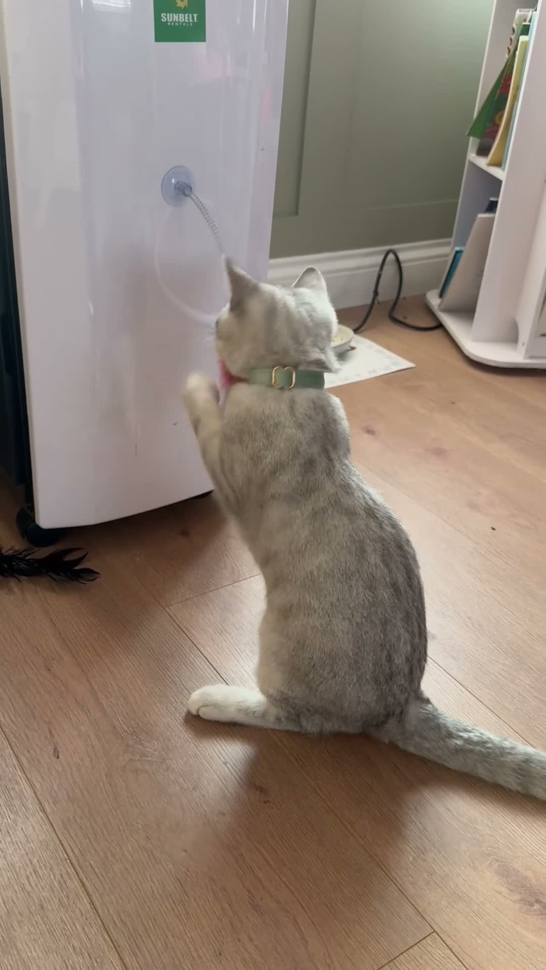 British Shorthair cats for sale: Rehoming of Ziggy in Basildon - Video 1