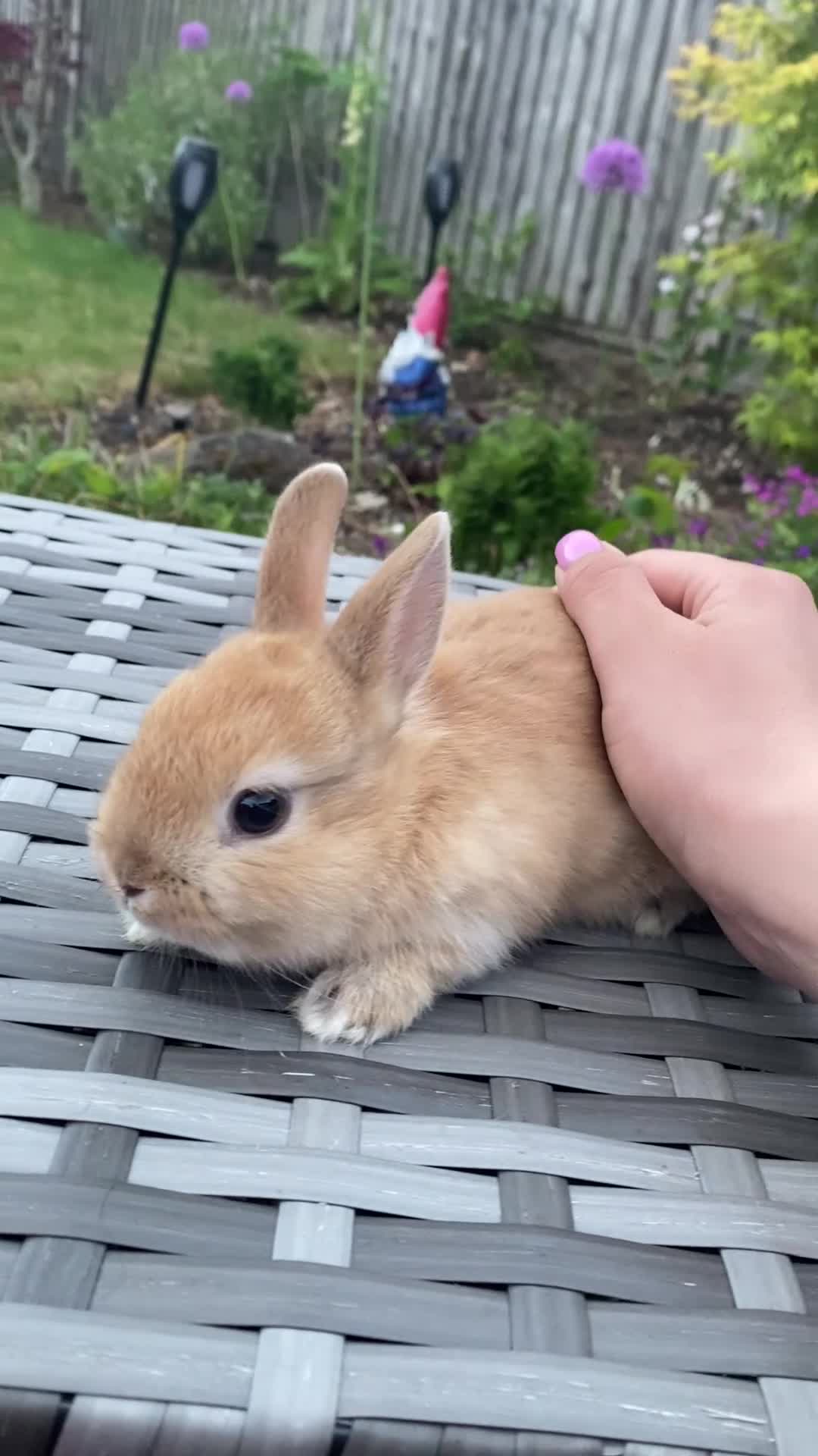 Netherland Dwarf rabbits for sale: Ready for New Home Purebred Netherland Dwarf  - Video 1