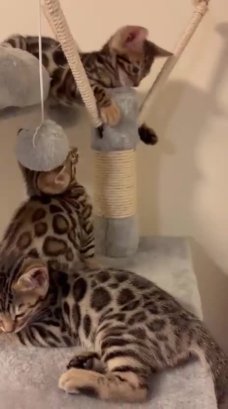 Bengal cats for sale: gorgeous pure bengal kittens  - Video 1