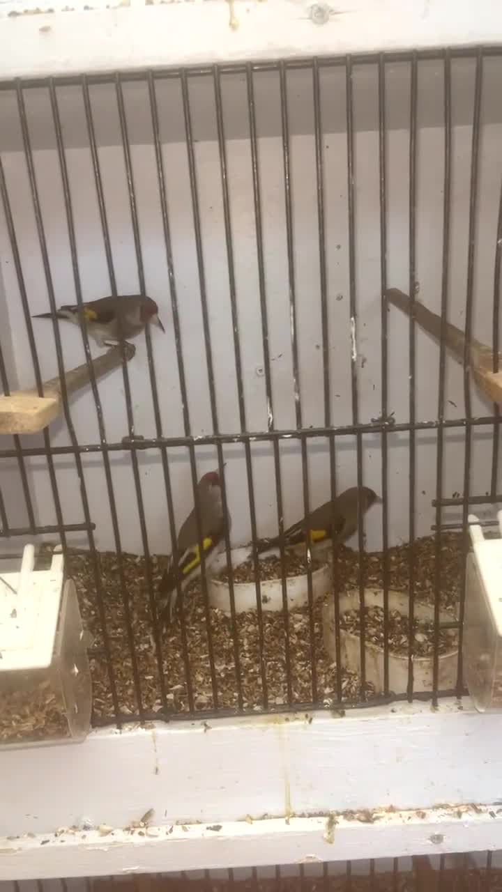 Finches birds for sale: Himalayan grey goldfinches  - Video 3
