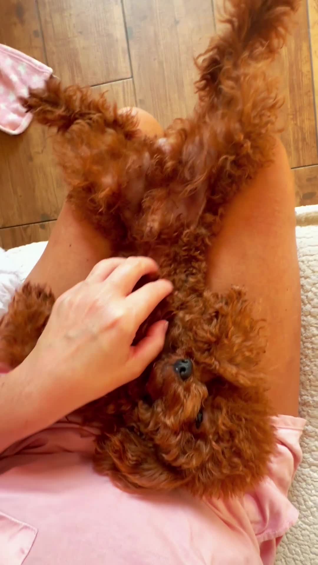 Toy Poodle dogs for stud:  🍒 Tiny Red Asian Poodle for Stud 🍒 - Video 2