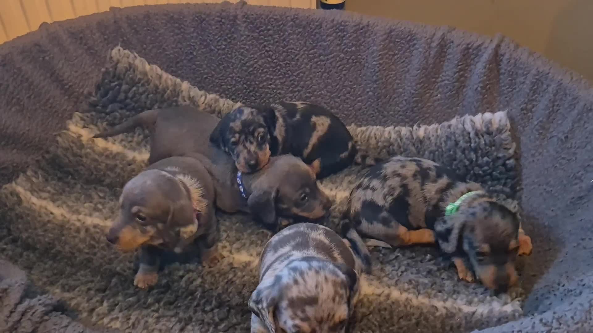 Dachshund dogs for sale: Dachshund Puppies looking for forever homes - Video 1