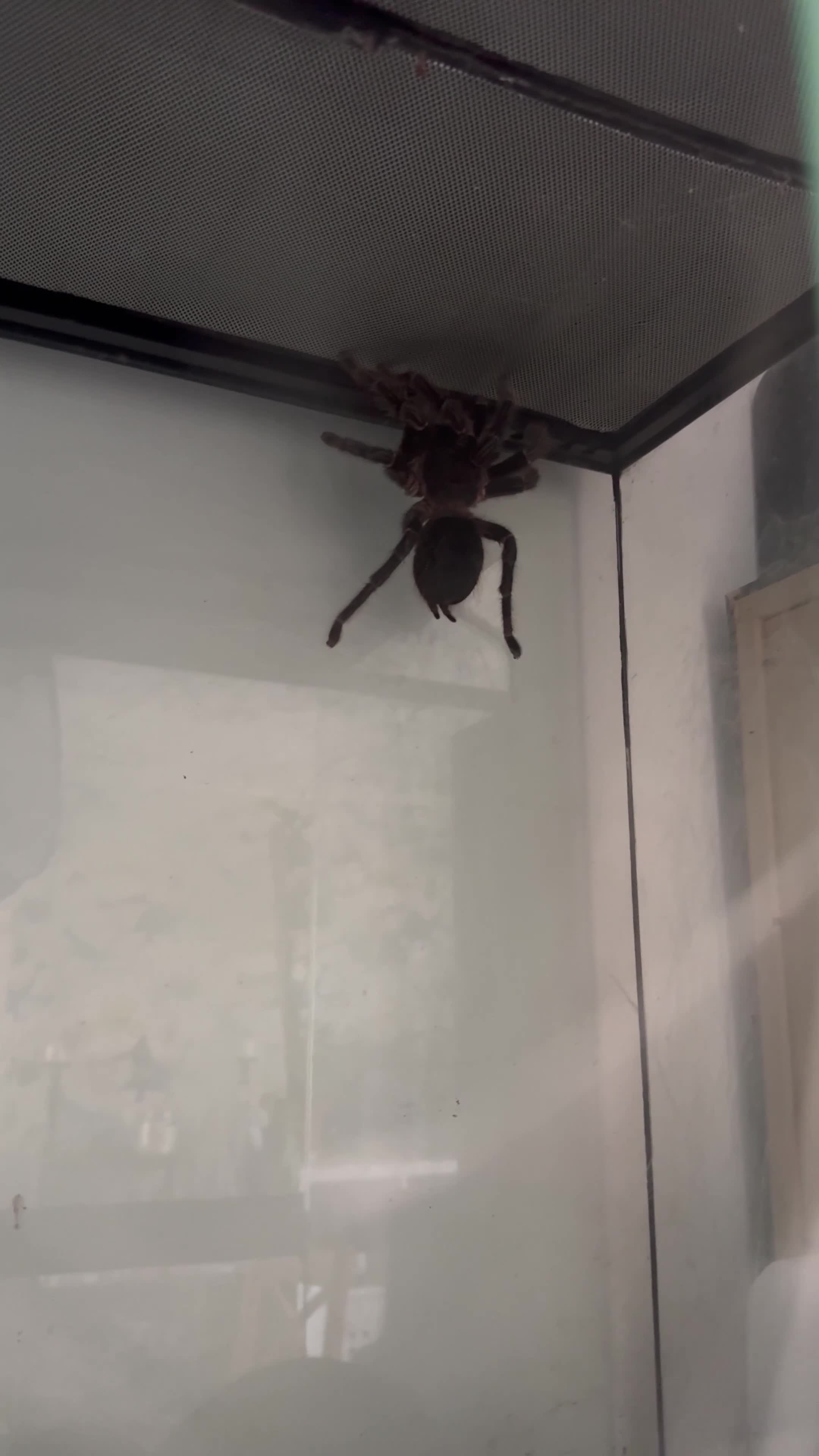 Spiders invertebrates for sale: Salmon pink bird eater  - Video 1