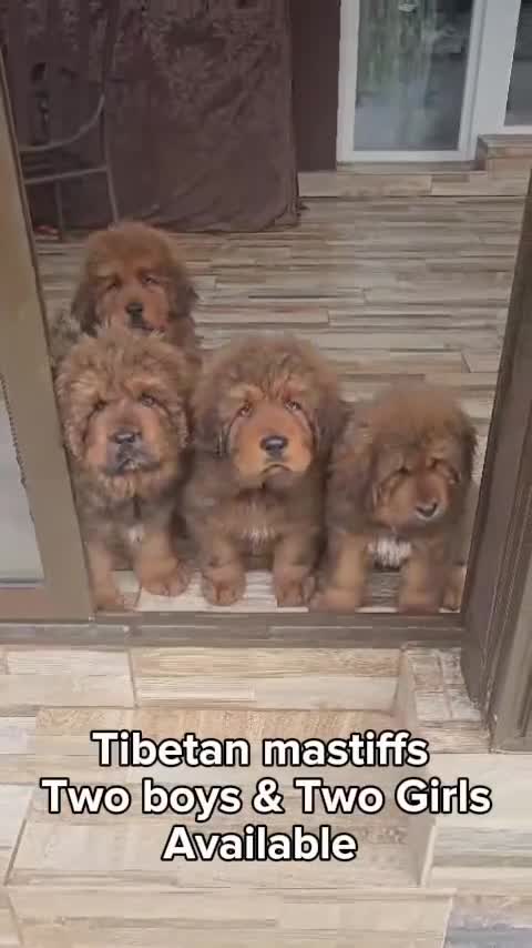 Tibetan Mastiff dogs for sale: Tibetan Mastiff puppies❤️ from the best blood line - Video 1