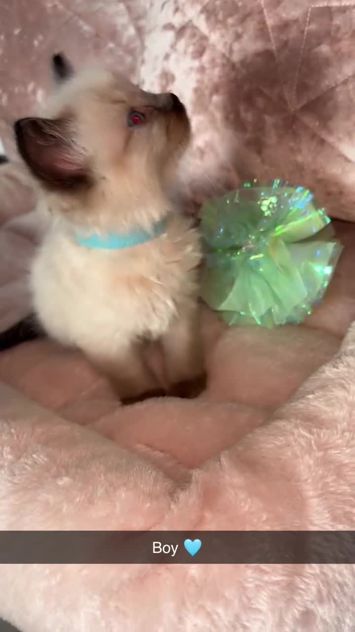 Ragdoll cats for sale: 🌸pedigree Ragdoll babies, reduced🌸 - Video 3
