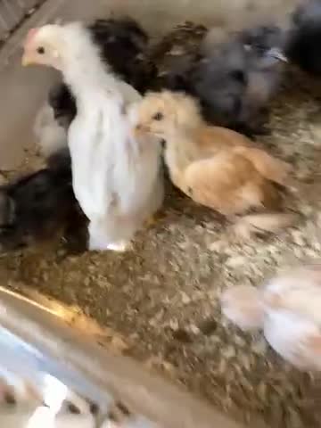 Chickens poultry for sale: Silkie chick - Video 1