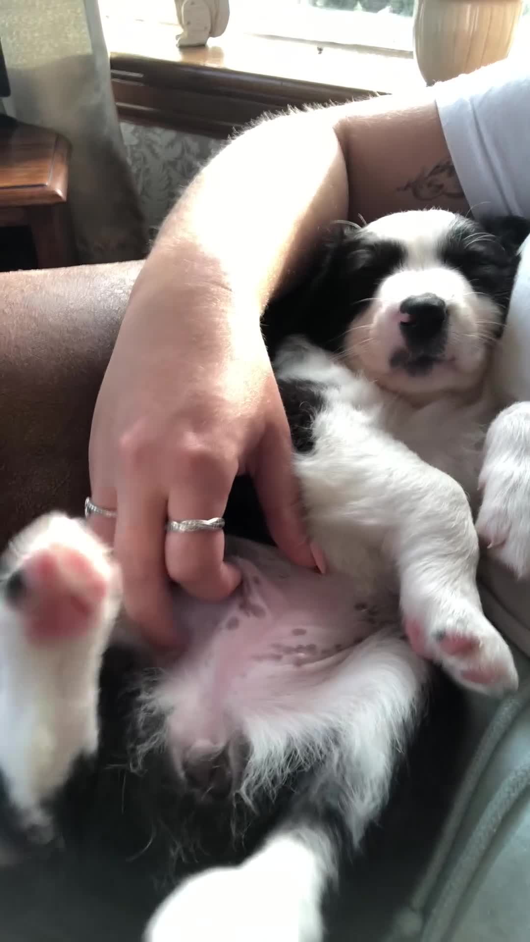 Border Collie dogs for sale: 2 collie pups for sale  - Video 1