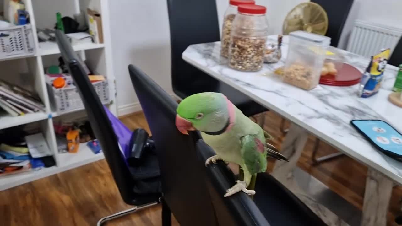 Parrots birds for sale: Super Tamed Alexanderian Parrot for sale - Video 3