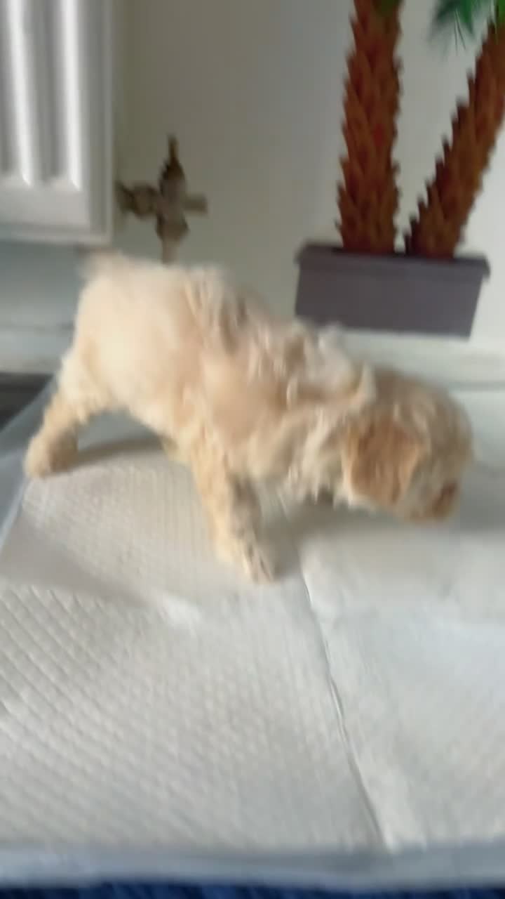 Maltipoo dogs for sale: Maltipoo puppies  - Video 4