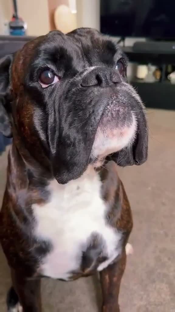Boxer dogs for stud: Bóxer  - Video 1