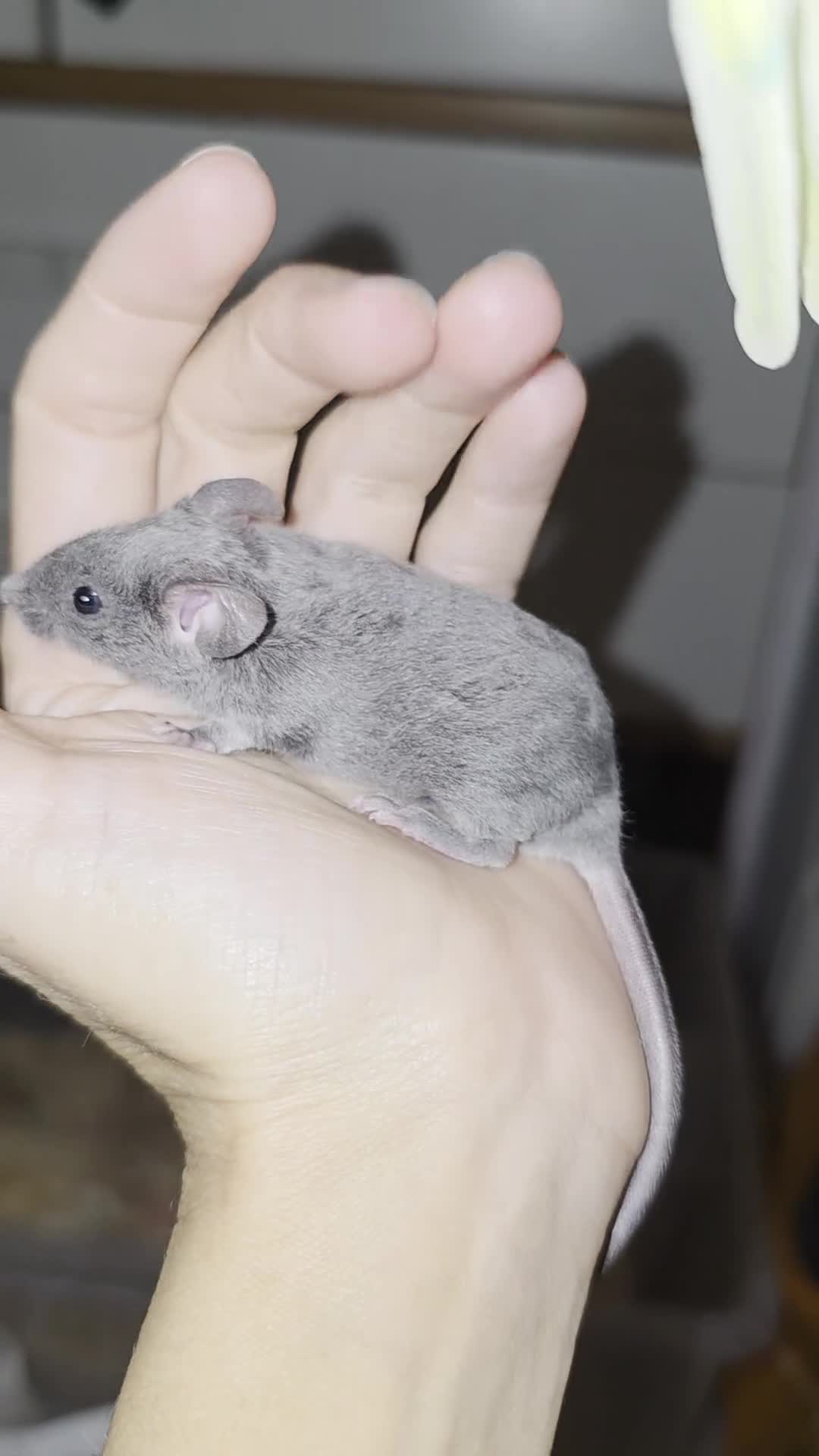 Mouse rodents for sale: 2 boys available  - Video 2