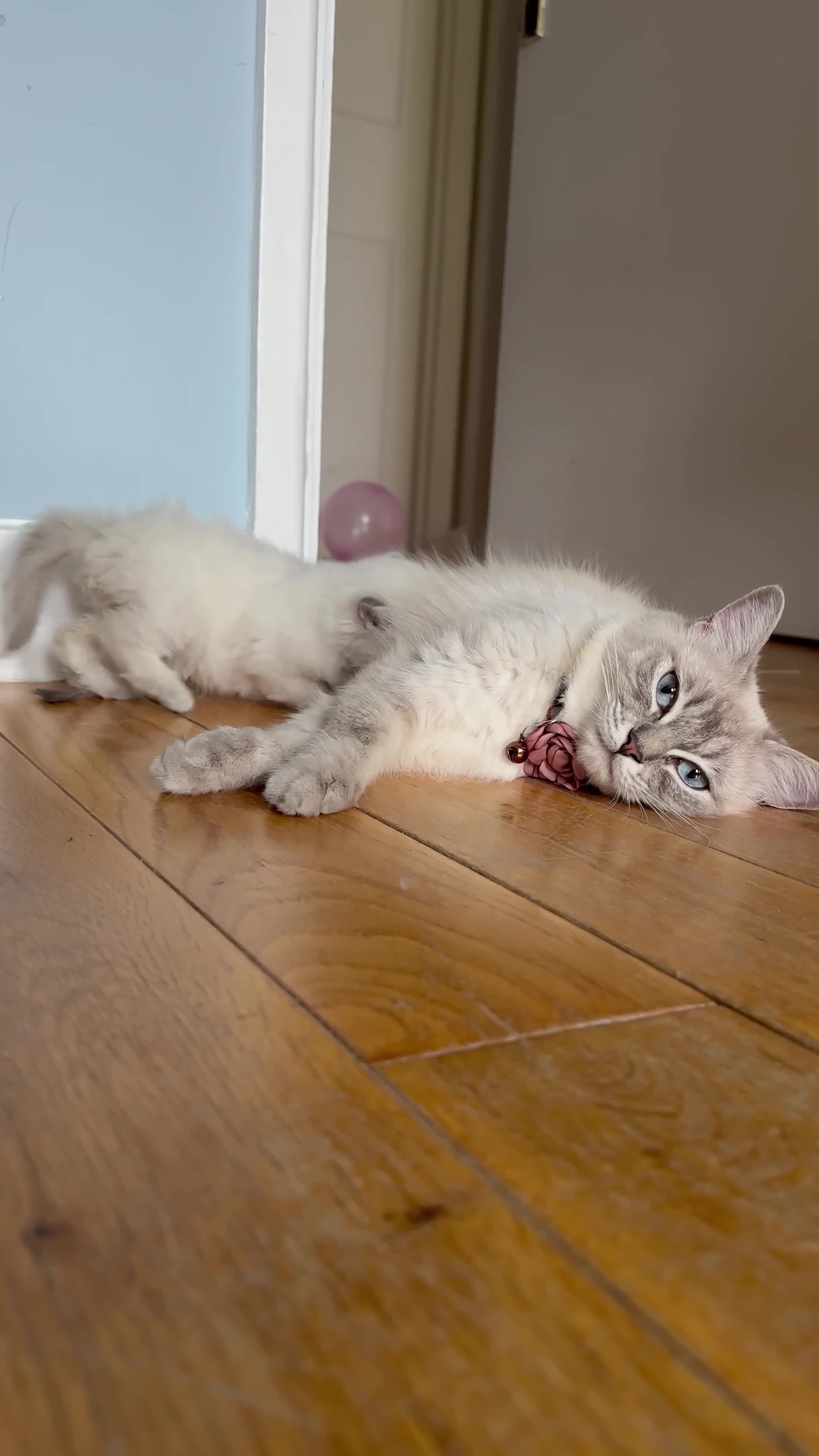 Ragdoll cats for sale: Ragdoll kittens for sale  - Video 2