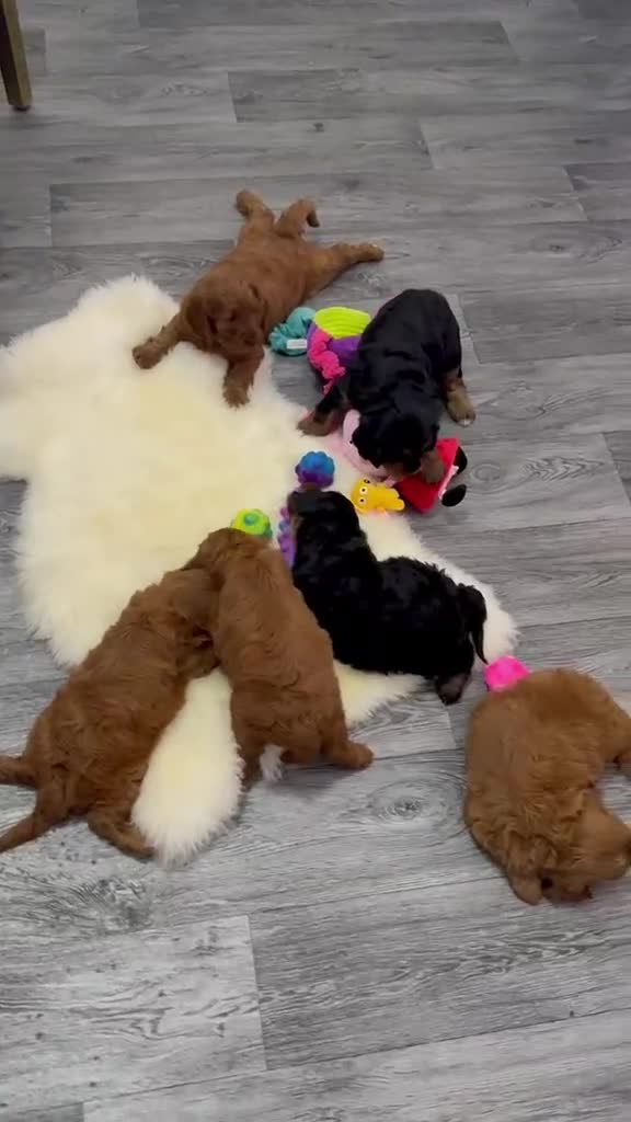 Cavapoo dogs for sale: 🥇TOP QUALITY F1 CAVAPOO PUPPIES READY TO LEAVE! - Video 1
