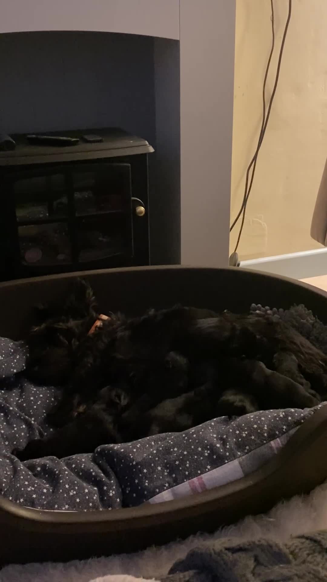 Scottish Terrier dogs for sale: Scottish terriers puppies - Video 2