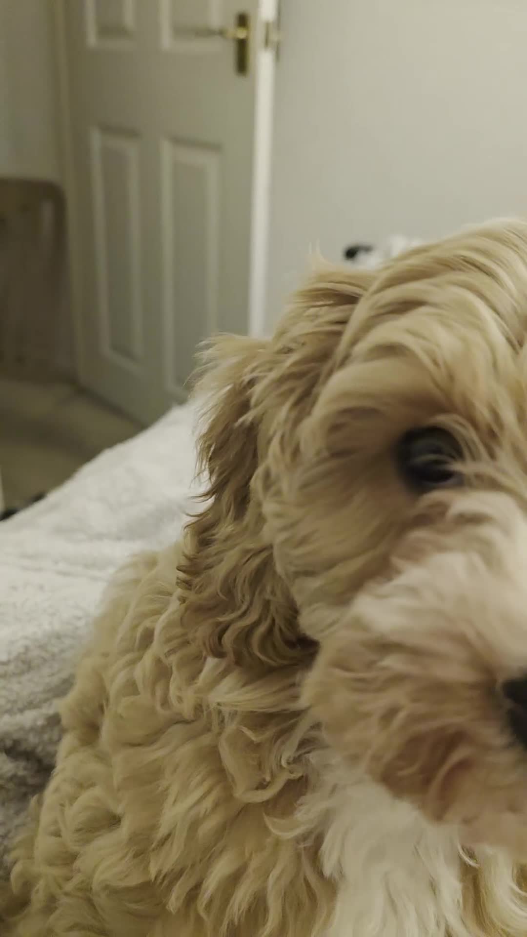 Cavapoo dogs for sale: Cavapoo puppy in Mansfield - Video 1