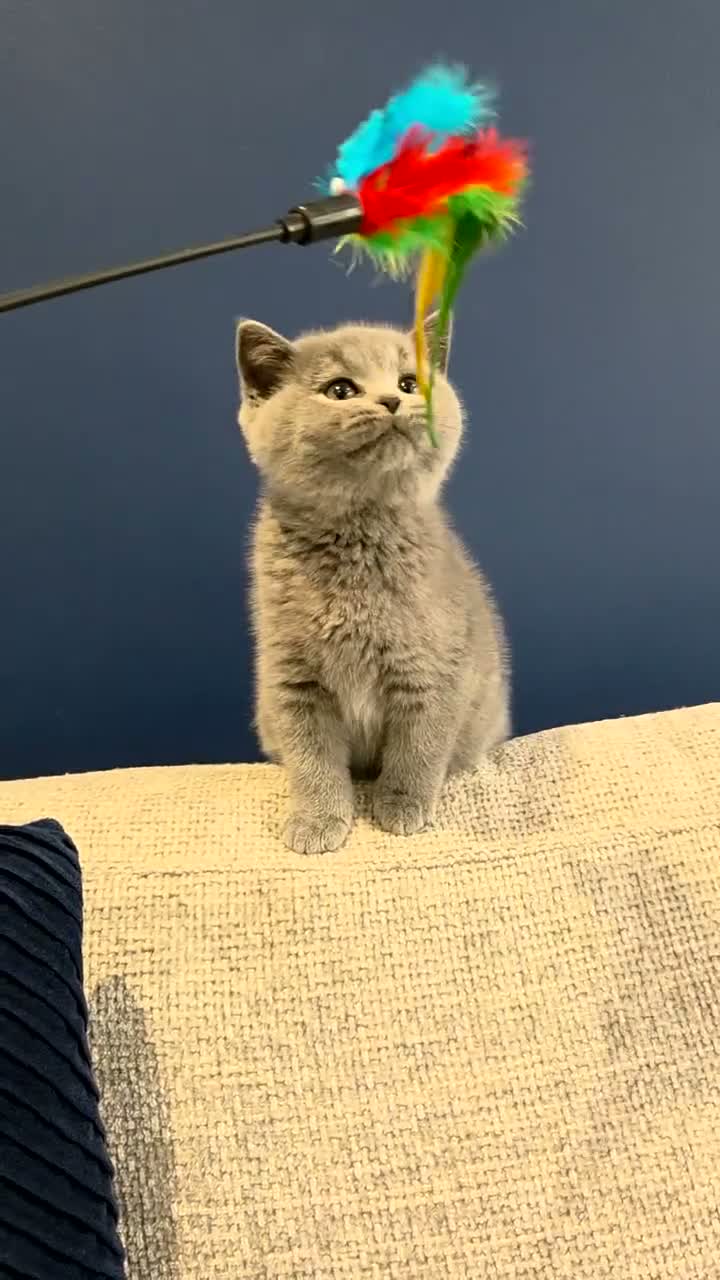 British Shorthair cats for sale: Gorgeous British Shorthair kittens Cute & Adorable - Video 1