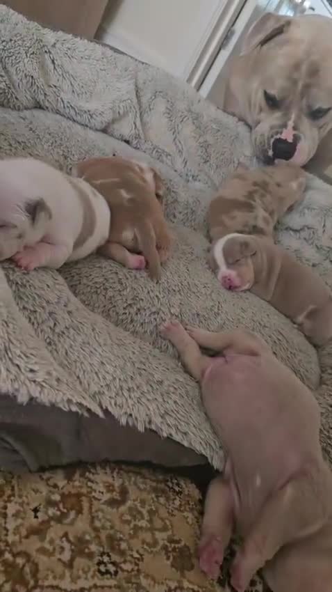 American Bully dogs for sale: Exclusive ABKC Pocket Bullys - Champ Bloodlines - Video 5