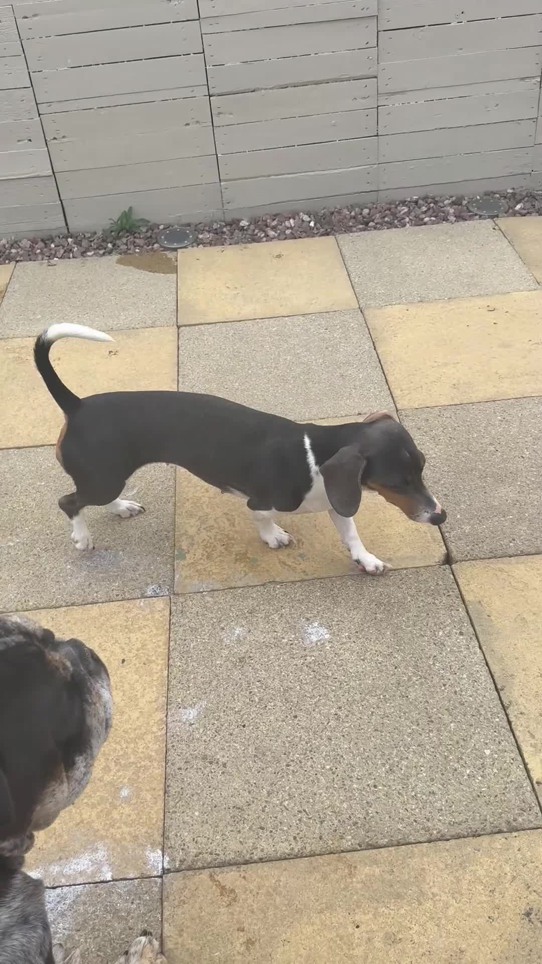 Miniature Dachshund dogs for sale: Beautiful blue and white miniature dachshund  - Video 1