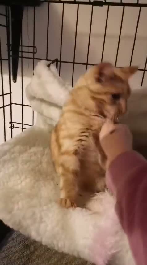 Domestic Shorthair cats for sale: Gorgeous Roger looking for his forever home - Video 1