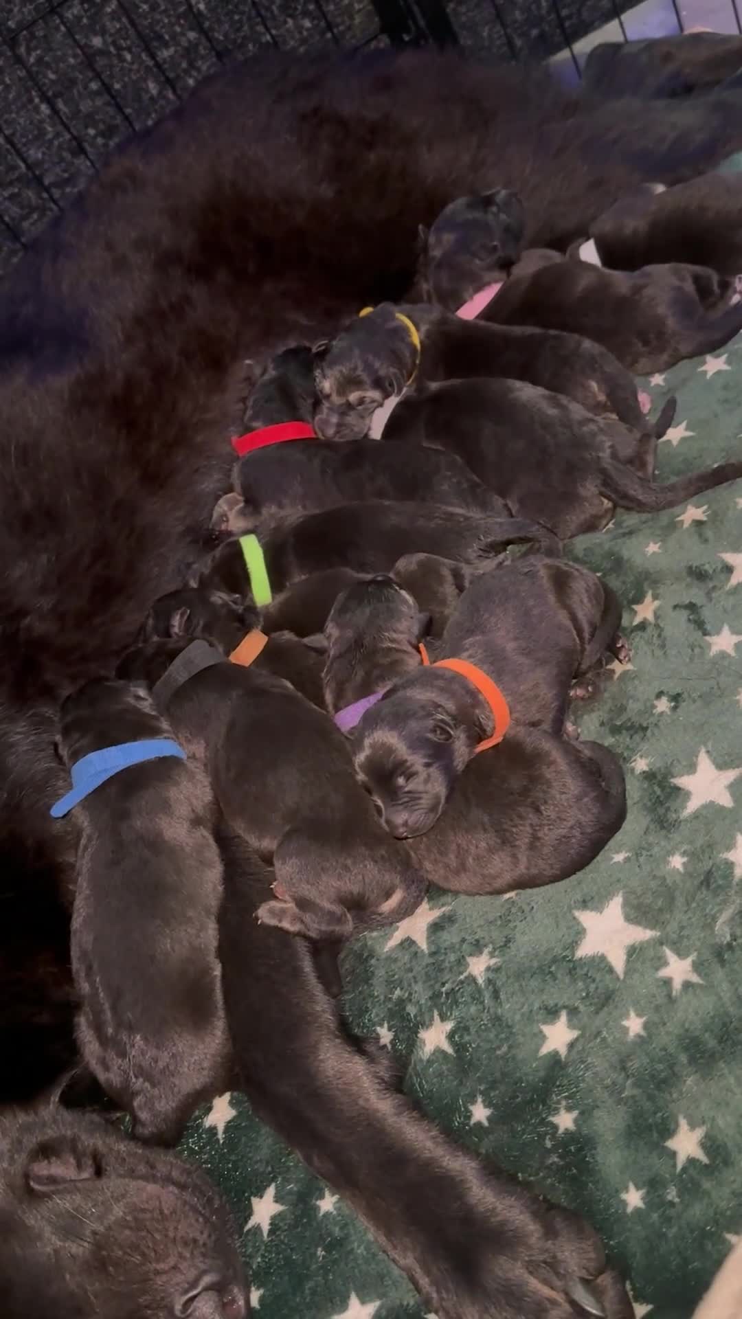 German Shepherd dogs for sale: German shepherd puppies  - Video 1