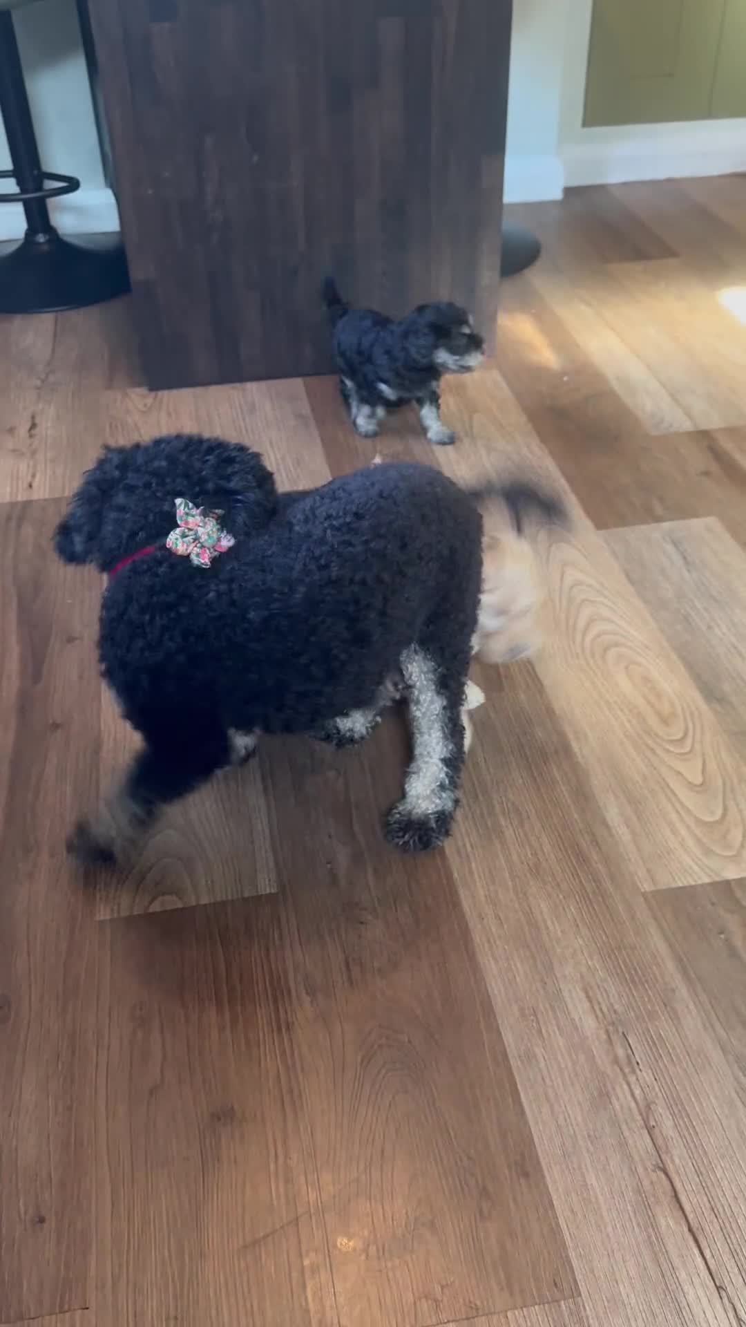 Schnoodle dogs for sale: Miniature Schoodle puppies - Video 3