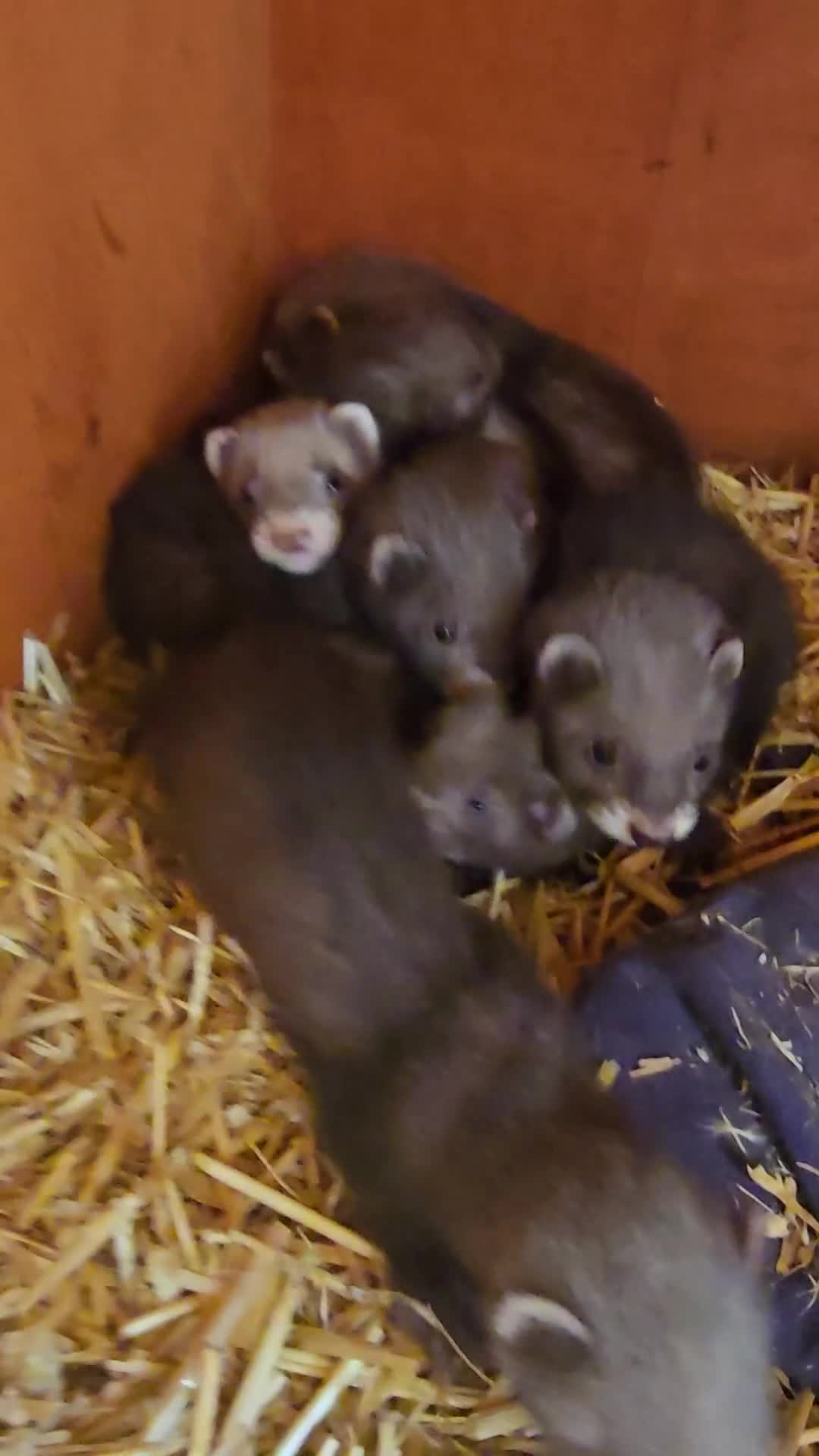 Ferret rodents for sale: Ferrets for sale - Video 1