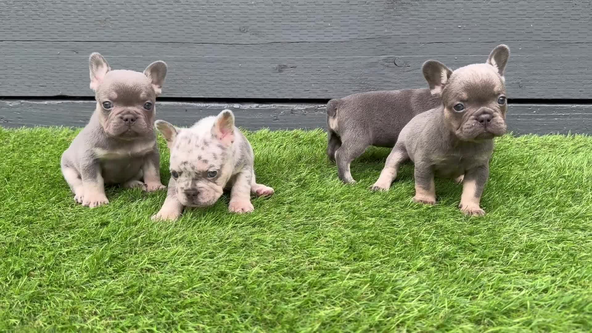 French Bulldog dogs for sale: ⭐ 4 available French bulldogs carrying L4 ⭐️ - Video 1