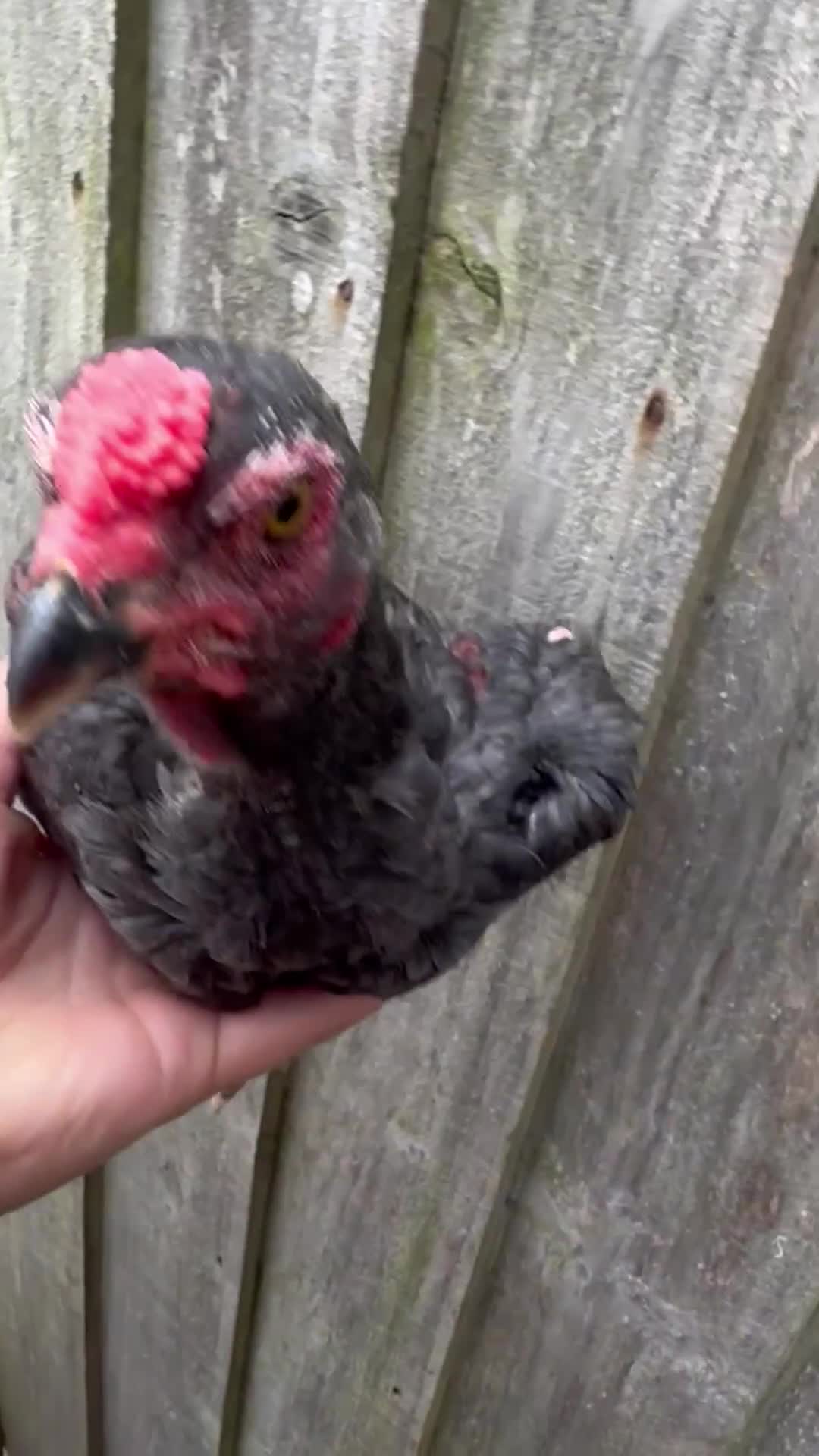 Chickens poultry for sale: Ko shamo pair ready now ! - Video 3