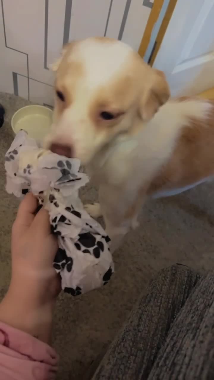 Mixed Breed dogs for sale: amalia - Video 2