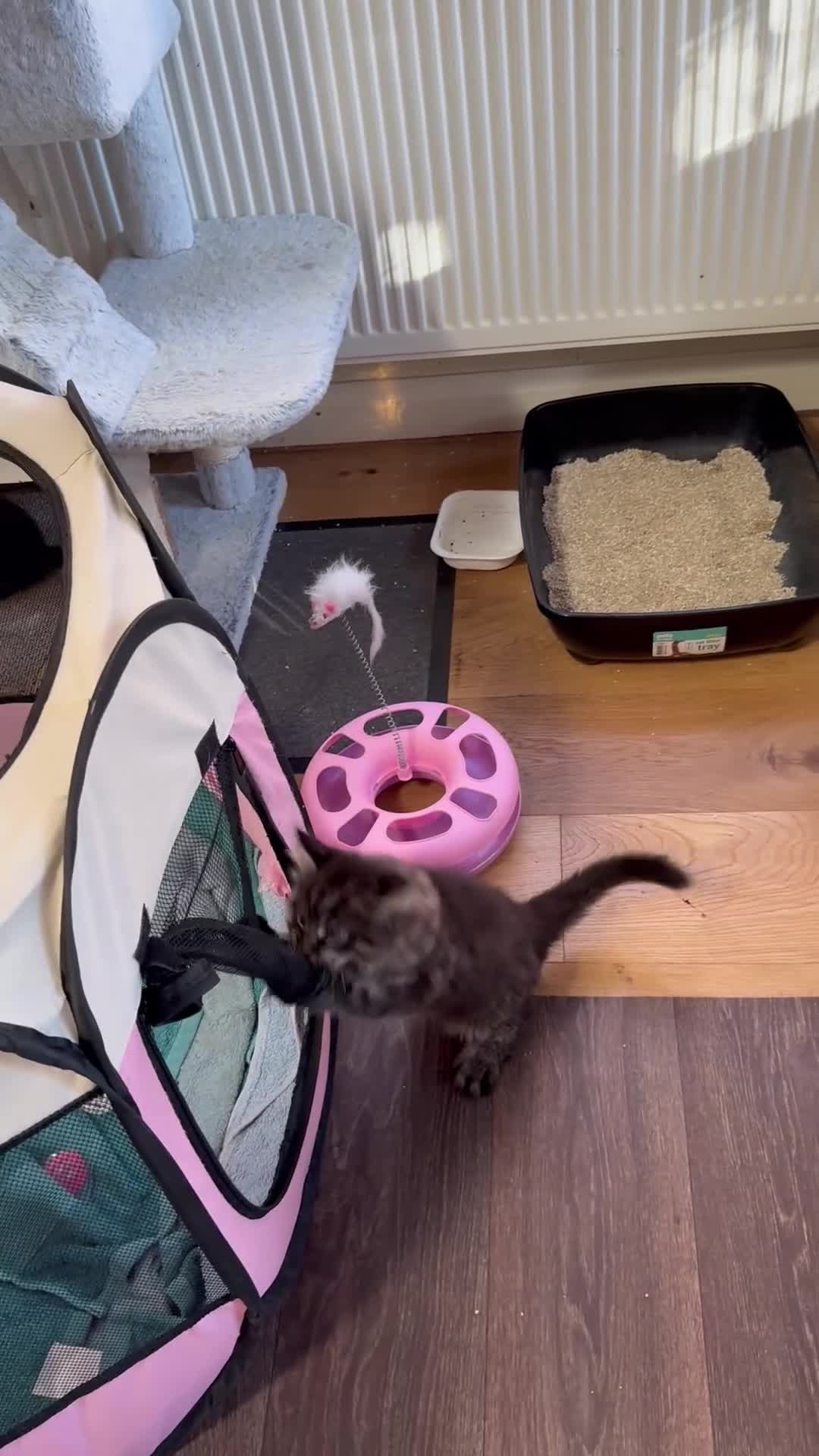 Maine Coon cats for sale: Maine Coon kitten  - Video 1