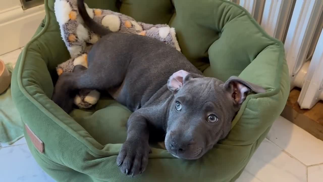 Staffordshire Bull Terrier dogs for sale: Looking for a loving forever home for Juna in London - Video 1