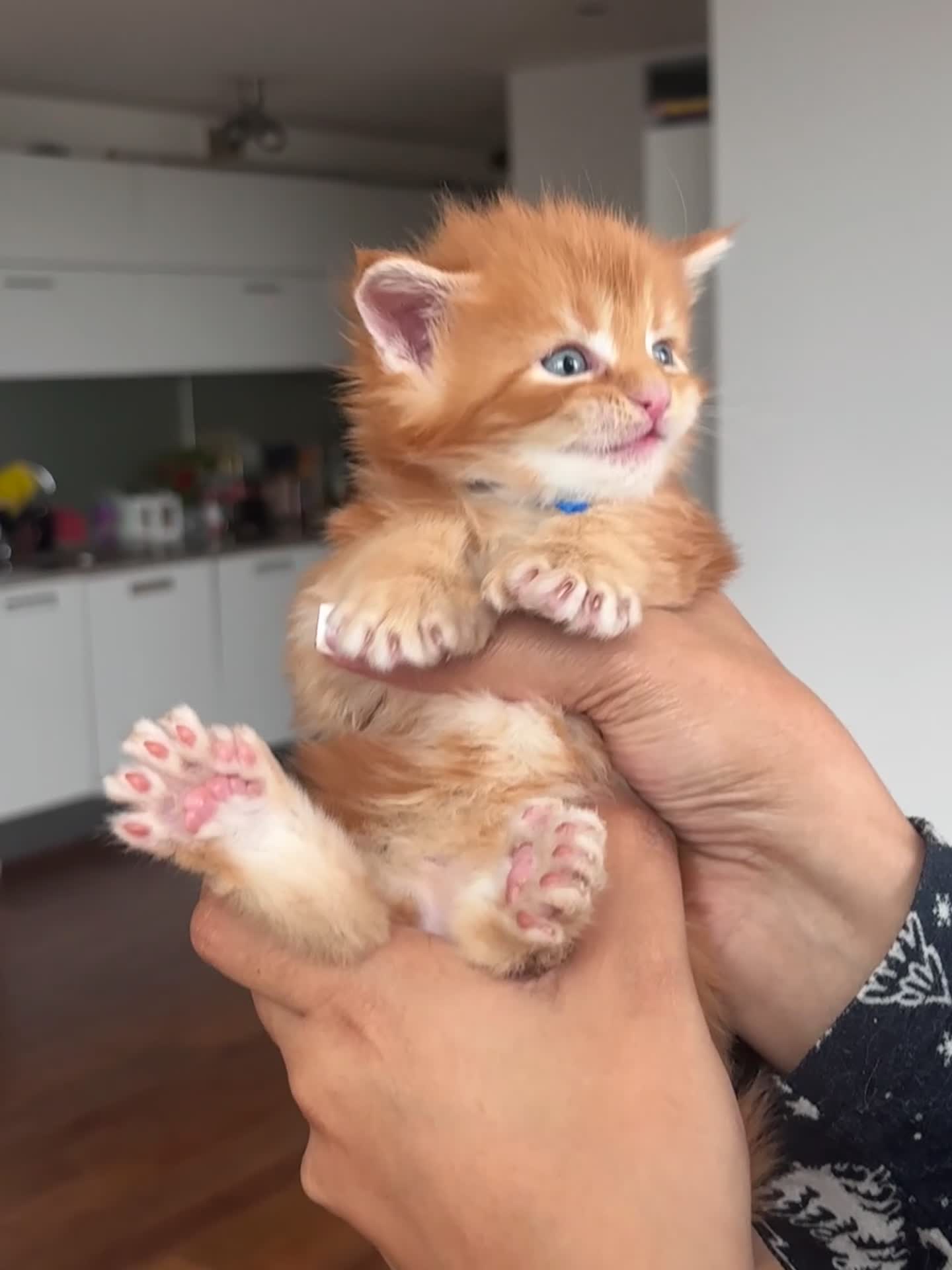 Maine Coon cats for sale: Rare 7-toed, Champion, Russian Maine coon kittens - Video 3