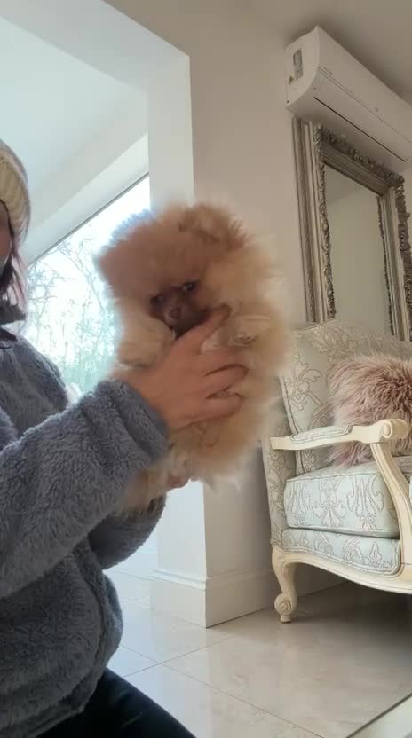 Pomeranian dogs for sale: Stunning Choco Sable Girl Available - Video 1