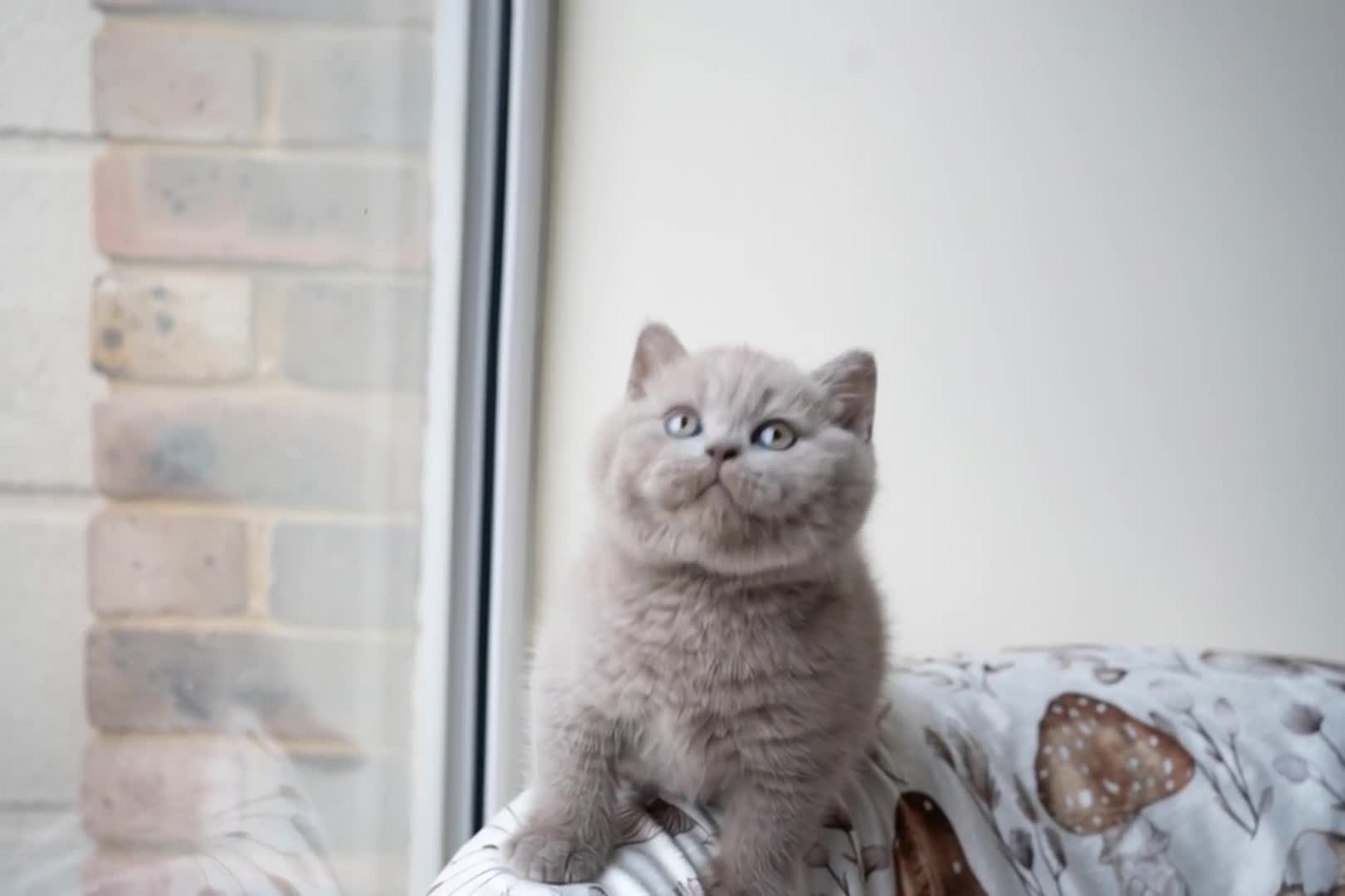 British Shorthair cats for sale: Two lovely boys left  - Video 5
