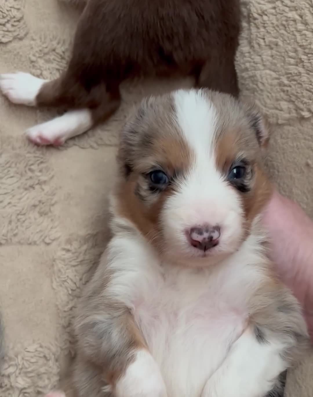 Border Collie dogs for sale: Beautiful litter of 7 Border Collies  - Video 4