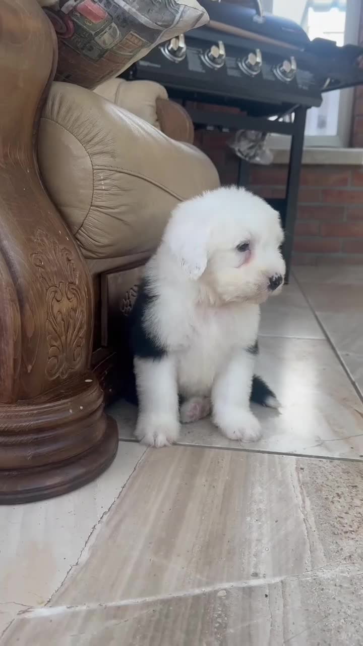Old English Sheepdog dogs for sale: Old English sheep dog puppies  - Video 4