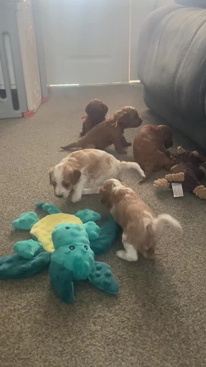 Mixed Breed dogs for sale: Adorable Cavapoo Puppies - One boy left! - Video 3