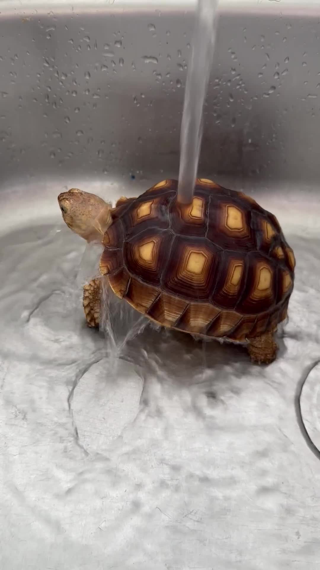 Tortoise reptiles for sale: Sulcata tortoise - Video 1