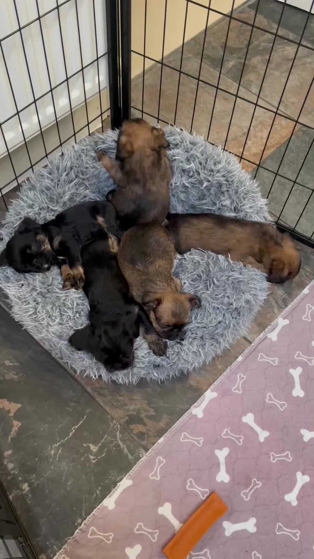 Griffon Bruxellois dogs for sale: New kids on the block  - Video 1
